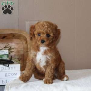 Avery, Bich-Poo Puppy